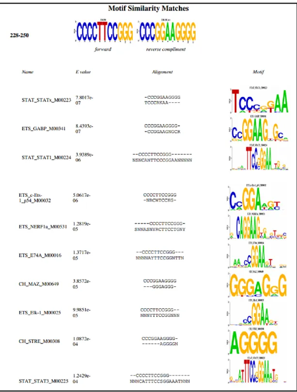 Figure  3.6  STAT  Transcription  Factor  Family  is  a  candidate  TF  family  that  might  bind to common mutation motif