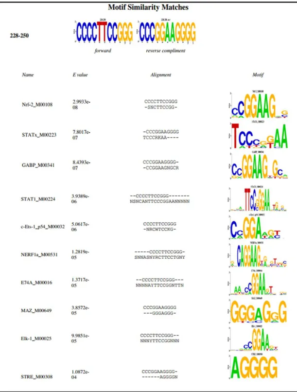Figure  3.7  STAT1  is  among  individual  Transcription  Factors  that  might  bind  to  common mutation motif 