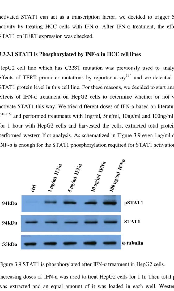 Figure 3.9 STAT1 is phosphorylated after IFN-α treatment in HepG2 cells. 