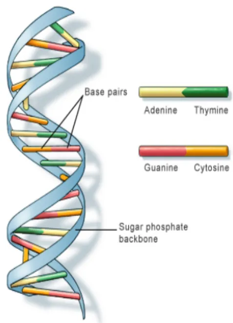 Figure 2.1: DNA structure [15].