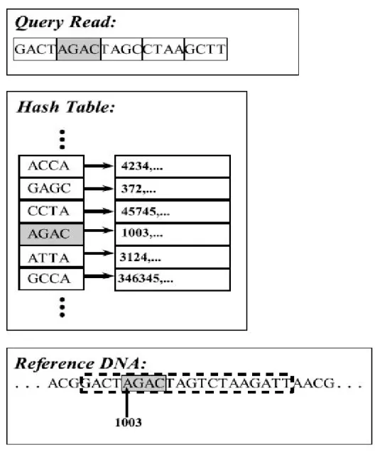 Figure 2.7: Extending the seed from the reference DNA. Compare read hash (seed) to reference hash, then select identical hash hits, and extend read to find best match vs reference fragment in reference genome location.