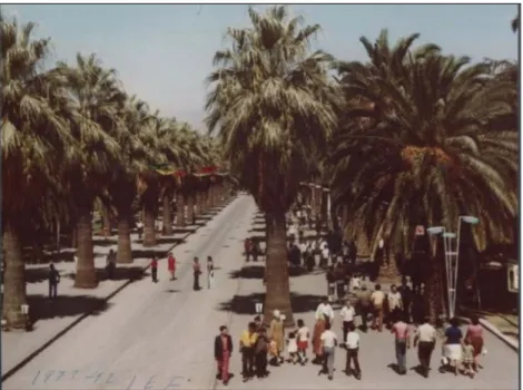 Figure 17. The line of palm trees with families walking down the aisle or enjoying their shade  (Source: APIKAM Archive; IZFAS album) 