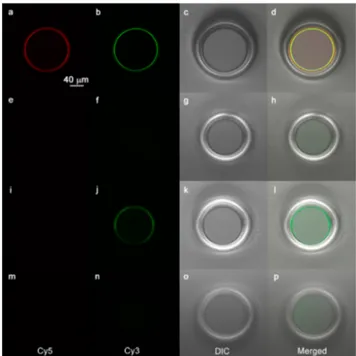 Figure 3a shows a homogeneous distribution of covalently attached probe ss-DNA, mostly located on the microtoroidal region