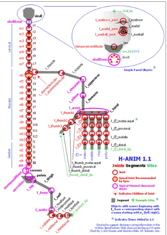 Figure 3.1: The H-Anim Specification 1.1 hierarchy (from [47])