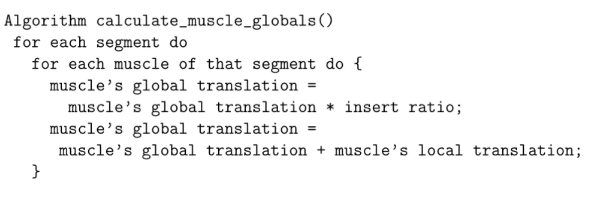 Figure 3.7: The algorithm for calculating the global coordinates of the muscle Muscles can be placed anywhere according to the root joint of its segment.