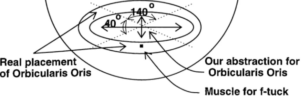 Figure  4.5  represents  the  abstraction  used  for  Orbicularis  Oris.