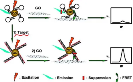 Figure 9. Schematic representation of GO-induced fluorescence quenching of molecular beacon-QDs and biosensing mechanism