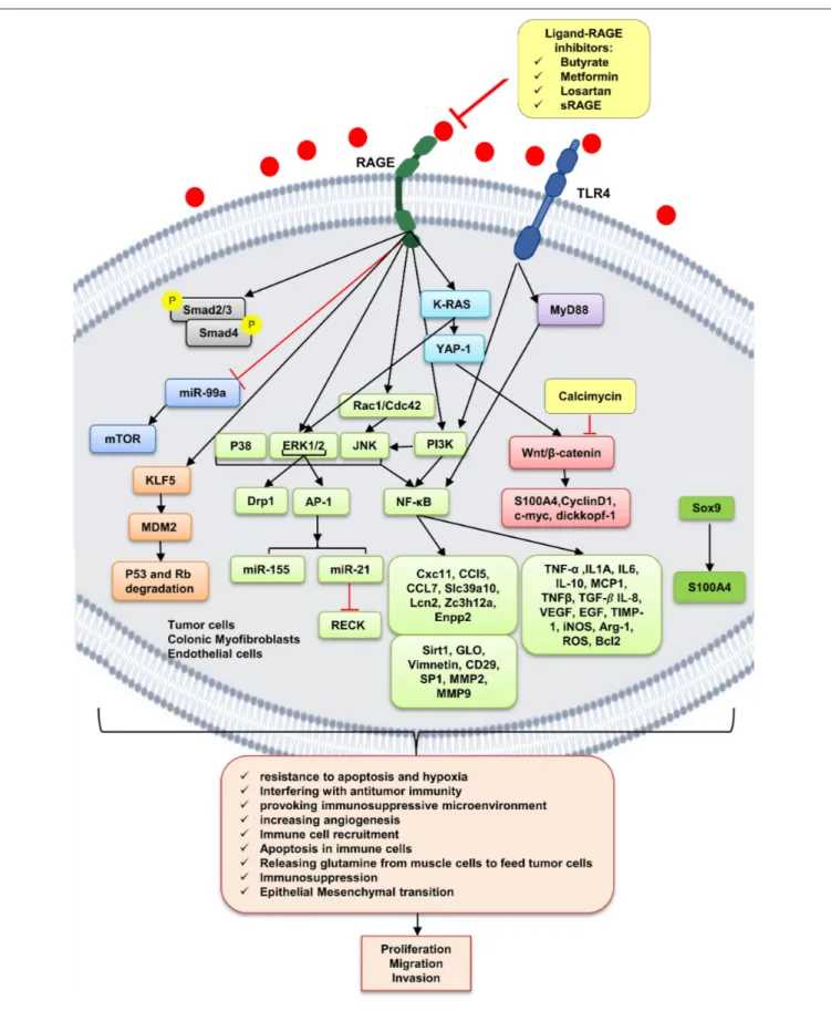 FIGURE 2 | RAGE signaling pathway. The receptor of advanced glycation end-products (RAGE) is associated to triggering proinflammatory intracellular signaling cascades once it is engaged by RAGE ligands, leading to consistent and robust cellular responses