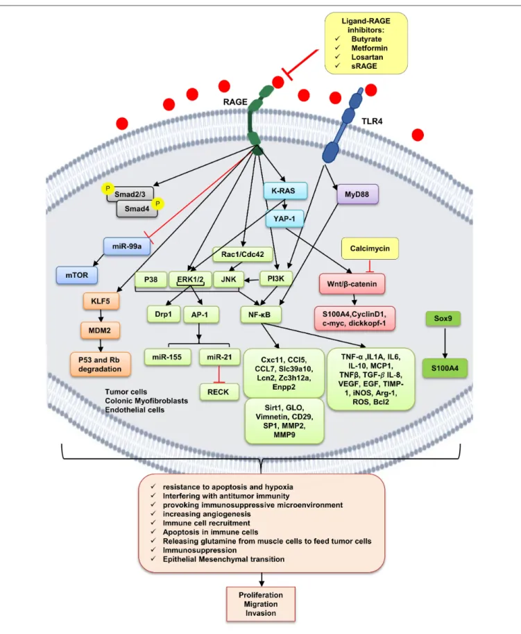 FIGURE 2 | RAGE signaling pathway. The receptor of advanced glycation end-products (RAGE) is associated to triggering proinflammatory intracellular signaling cascades once it is engaged by RAGE ligands, leading to consistent and robust cellular responses