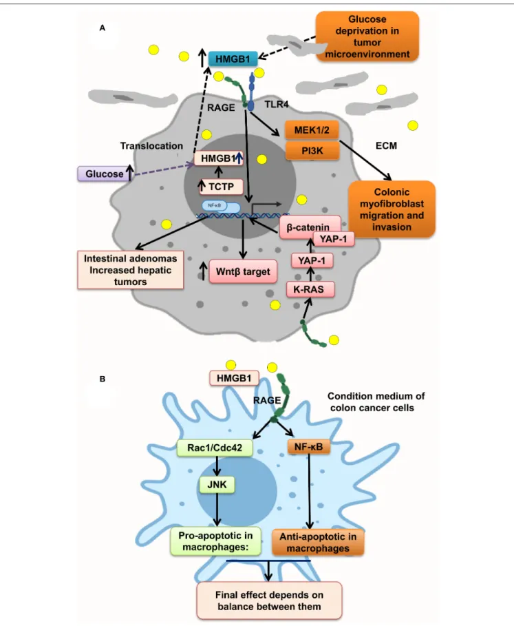 FIGURE 3 | HMGB1 makes a metastatic microenvironment. (A) Glucose imbalance is an HMGB1 elevation trigger in tumor microenvironment by activating MAPK/ERK, Wnt/β-catenin, and PI3K pathways