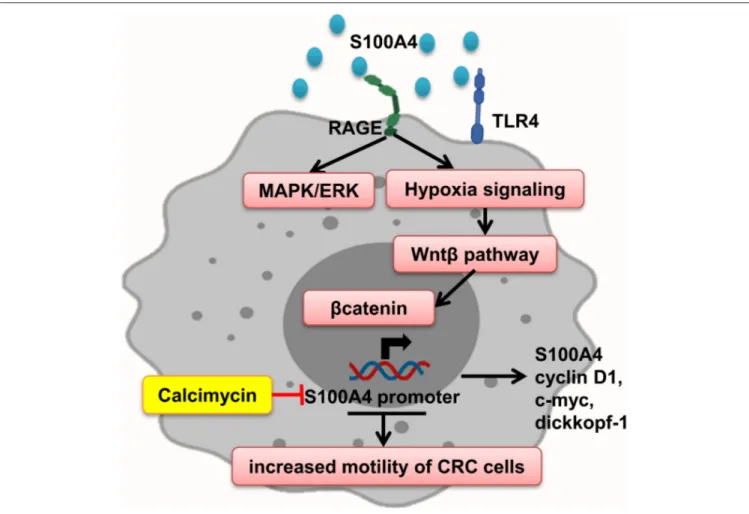 FIGURE 6 | S100A4 increased motility of tumor cells. S100A4–RAGE interaction in tumor cells initiates activation of hypoxia, and MAPK/ERK signaling results in Wnt-β pathway activation and expression of β-catenin target genes, which promote elevated CRC cel