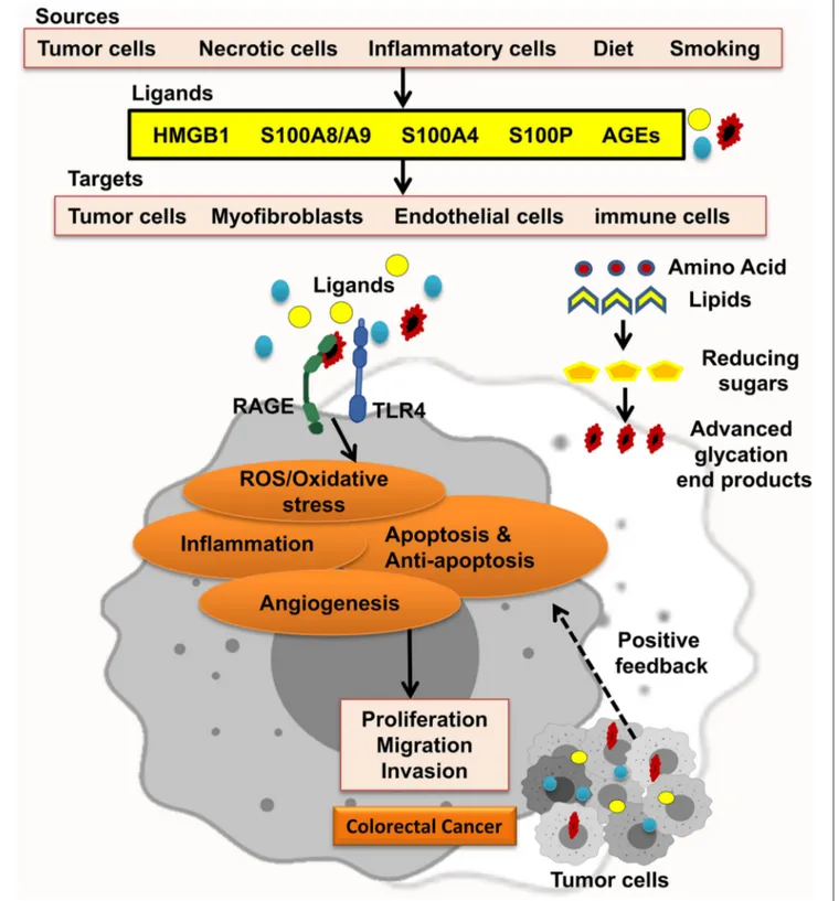 FIGURE 1 | RAGE signaling promotes CRC. Different RAGE ligands are released from several types of cells and start RAGE activation, which enhances ROS/oxidative stress, inflammation, apoptosis and antiapoptosis, and angiogenesis and led to proliferation, mi