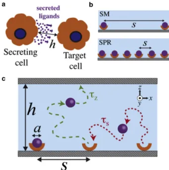 FIGURE 1 (a) Schematics of cell communication via secretion of small ligands into intercellular space of characteristic size of h
