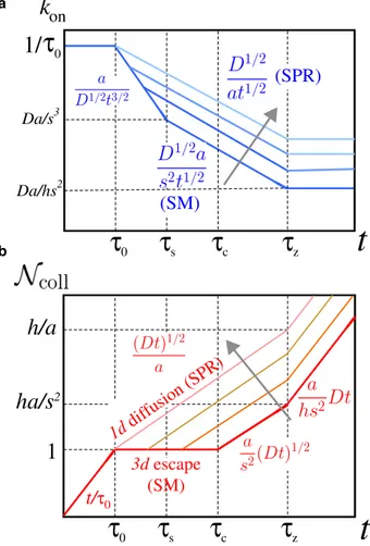 FIGURE 2 Results of scaling arguments for (a) the on rates k on and (b) the total number of rebinding events N coll as a function of time in a  log-log scale