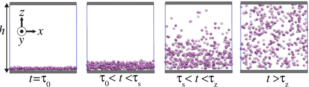FIGURE 3 Simulation snapshots at various time windows showing the time evolution of the particle concentration throughout a simulation box of height h/a ¼ 50
