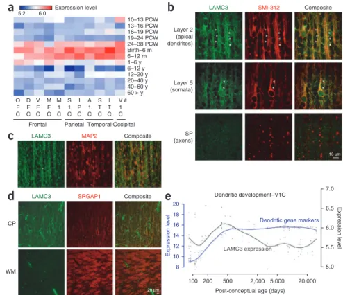 Figure 4  Temporal and spatial LAMC3  expression pattern. (a) Heat map of LAMC3  expression in human brain