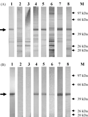 Fig. 3. Western blot analysis using M. gallisepticum-positive (lanes 4–8) and -negative chicken sera (lanes 2 and 3) with whole-cell extract from IPTG-induced E