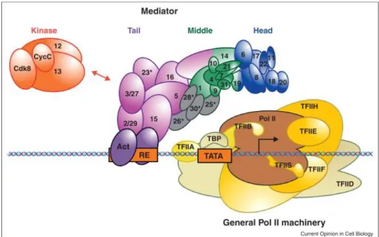 Figure 1.2: Assembly of the multi-protein pre-initiation complex (PIC) which is  composed of GTFs, Mediator and Pol II at the core promoter