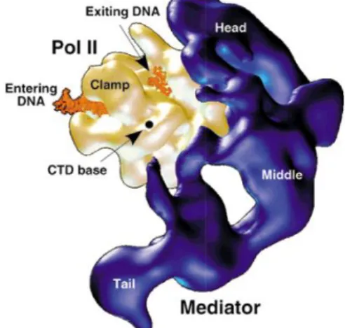 Figure 1.3 Representation of predicted Pol II- Mediator Complex interaction. [34] 