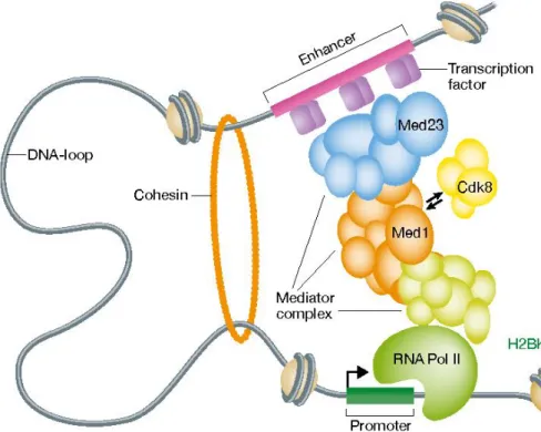 Figure  1.4  Schematic  structure  of  Mediator  Complex  and  Pol  II  interaction  in  the  transcription  loop  where  Mediator  Complex  acts  as  a  bridge  between  activators  on  enhancers and Pol II on the promoter site