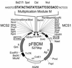Figure 1.5: pFBDM is used in baculovirus expression system as a vector. It has two  multiple cloning sites (MCS), with p10 and polh promoters, as well as a multiplication  module that enables cloning of multiple subunits into one vector