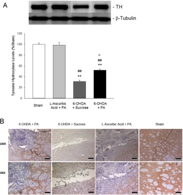 Fig. 10. Levels of Tyrosine Hydroxylase (TH) analyzed by Western blot (A) and immunohistochemistry (B) in lesioned striatum