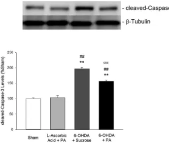Fig. 11. Levels of cleaved-Caspase-3 analyzed by Western blot. Data were expressed as mean ± SEM