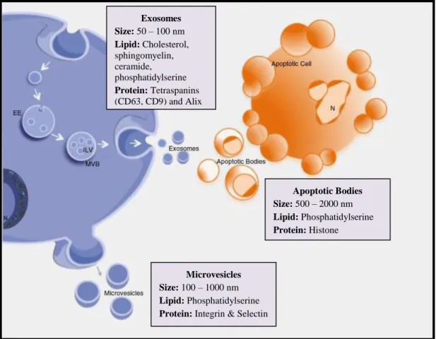 Figure 1.2: Biogenesis and properties of three main classes of extracellular vesicles