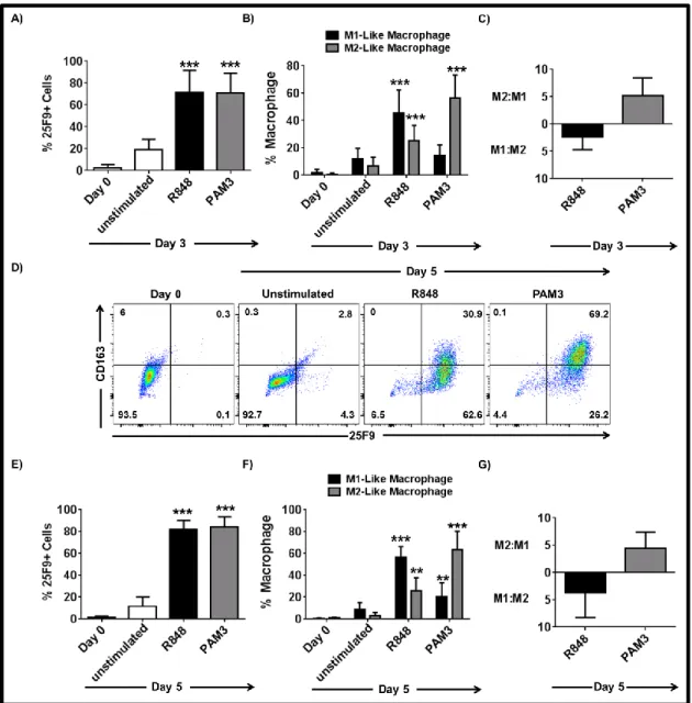 Figure  3.1:  TLR  agonists  selectively  drive  mMDSC  differentiation  into M1-  and M2-like  macrophages