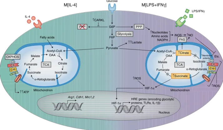 Fig. 1 | Metabolic pathways controlling macrophage activation states. Glycolysis involves the conversion of glucose molecules into various metabolic by- by-products, culminating in the end product pyruvate as well as two net ATPs