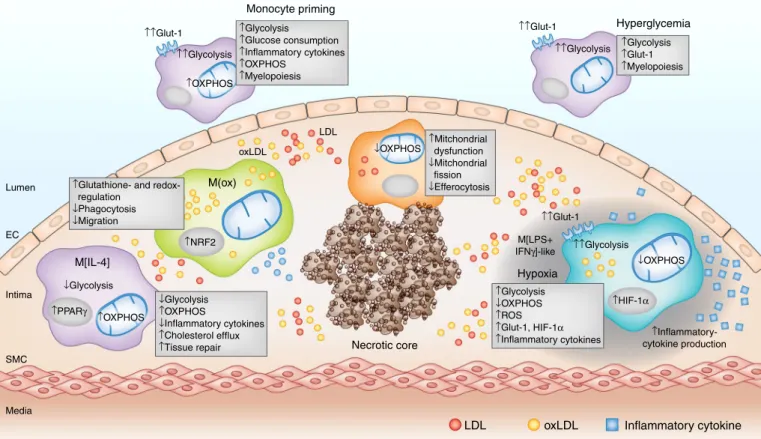 Fig. 2 | Macrophage metabolic reprogramming in atherosclerotic plaques. In the hypercholesterolemic systemic environment, monocytes exhibit a 