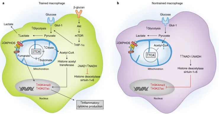 Fig. 3 | Epigenetic alterations that shape the macrophage immune response. Stimuli that activate immune cells and induce metabolic rewiring are also  capable of inducing epigenetic remodeling through histone modifications, thereby resulting in innate immun