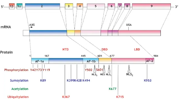 Figure 3.1: Genomic structure of human mineralocorticoid receptor. 