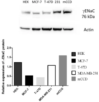 Figure 3.4: ENaC subunits expressions among ER (+) and ER (-) breast cancer cell lines