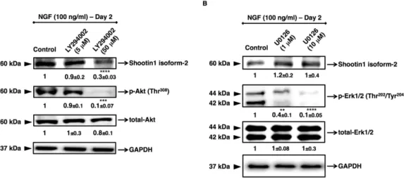 Figure 3.  Effects of PI3K and Ras/MAPK inhibitors on NGF-induced activation of shootin1 in PC12  cells