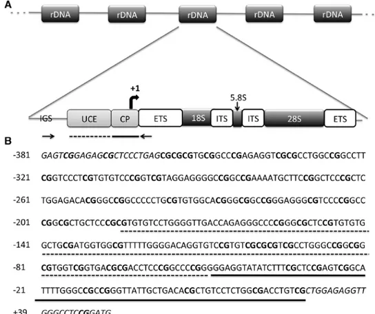 Figure 1. The human rDNA promoter. (A) Structural organization of human rDNA repeating unit