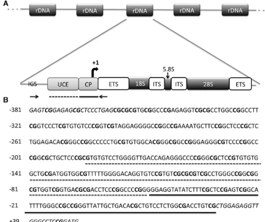 Figure 1. The human rDNA promoter. (A) Structural organization of human rDNA repeating unit