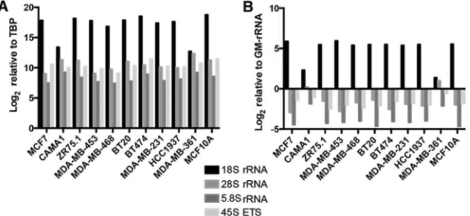 Figure 4. rRNA transcript levels in breast cancer cell lines (A) Relative expression levels of rRNA transcripts in the breast cancer cell line panel, normalized  to the TBP transcript level