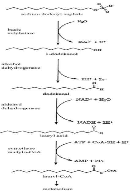 Figure  3:  Scheme  of  SDS  biodegradation.  Adopted  from  M.  Walczak  et  al. 