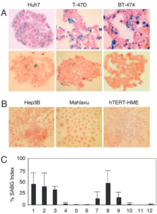 Fig. 2. p53-and p16 INK4a -deficient Huh7 cells generate progeny that un- un-dergo in vitro and in vivo replicative senescence resulting in loss of  tumori-genicity