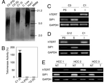 Fig. 3. C3 clonal cells undergo telomere-dependent replicative senescence associated with SIP1 expression and hTERT repression