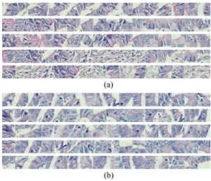 Fig. 3. Sequences generated for the tissue images given in Fig. 2(c) and (d).