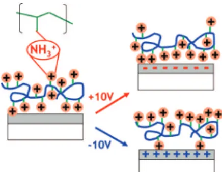 Figure 3 . Si2p, N1s, S2p, and C1s regions of the XPS spectrum of the same sample as in Figure 1, which also contains one single cationic (PAH) layer, and one anionic (PSS) polyelectrolyte layers