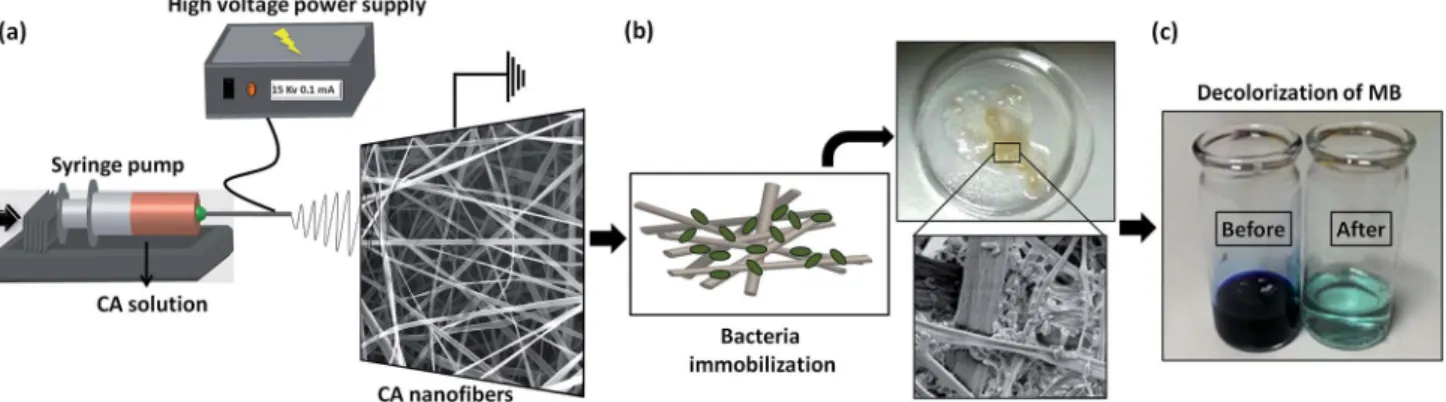 Fig. 2 Representative SEM images of electrospun CA nano ﬁbrous web (a) low magni ﬁcation, and (b) high magniﬁcation.
