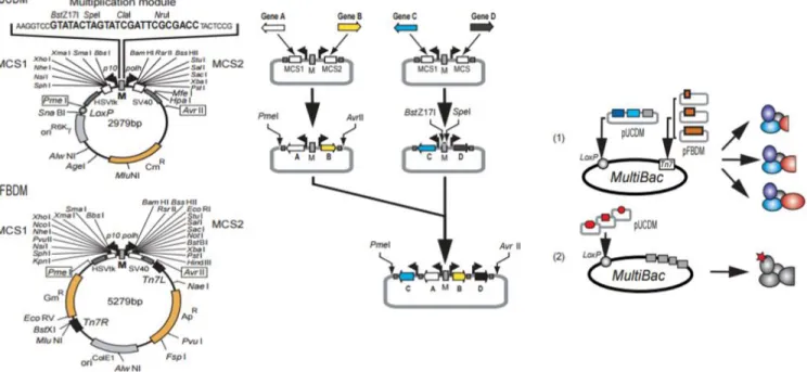 Figure 1.3 Multibac Expression system strategy  showing the cloning approach of the system   which enables high yield production of protein complexes
