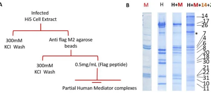 Figure  4.1  :  Reconstituted    Head  ,  Middle  ,H+M  and  core  Mediator  complexes  using  Multibac  system