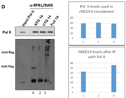 Figure 4.2 Med14 Directly Interacts with Pol II via its Amino terminus.  A-B) Silver Staining  of purified endogenous Pol II from HeLa cells stably expressing f:rpb9 and coomassie staining of  the  purification  of  full  length  and  truncated  Med14  var