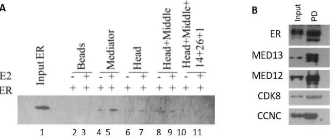 Figure  6.1:  Reconstituted  Mediator  complex  and  ERα  interaction  studies  A)  WB  analysis  showing  the  ERα-  Mediator  interaction  assay