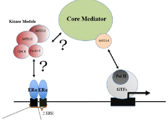 Figure 6.2: Proposed mechanism for ERα- Mediator interaction. Upon binding of ERα to its  cognate  element,  it  activates  its  target  genes  first  by  interacting  with  Mediator  complex  (with  kinase module based on data in Figure 6.1)