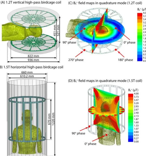 Fig. 1 - Coil configuration of 1.2 T vertical and 1.5 T horizontal coils  loaded  with  a  human  body  model  placed  at  two  different  positions  corresponding to head and chest imaging